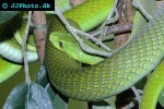 dendroaspis angusticeps green mamba dendroaspis angusticeps green mamba