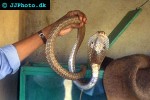 naja naja naja indian cobra naja naja naja indian cobra