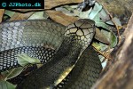 naja naja naja indian cobra naja naja naja indian cobra