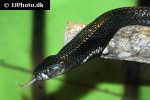 naja sputatrix javan spitting cobra naja sputatrix javan spitting cobra