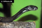 naja sputatrix javan spitting cobra naja sputatrix javan spitting cobra