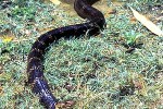 ophiophagus hannah king cobra ophiophagus hannah king cobra