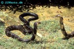 ophiophagus hannah king cobra ophiophagus hannah king cobra