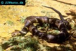 ophiophagus hannah king cobra ophiophagus hannah king cobra