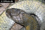 ophiophagus hannah king cobra ophiophagus hannah king cobra