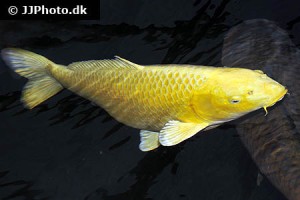 Coldwater Carp