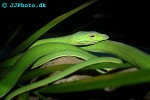 ahaetulla prasina oriental whip snake ahaetulla prasina oriental whip snake