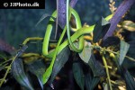 ahaetulla prasina oriental whip snake ahaetulla prasina oriental whip snake