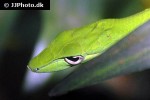ahaetulla prasina oriental whip snake ahaetulla prasina oriental whip snake