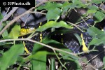 boiga dendrophila gold ringed cat snake boiga dendrophila gold ringed cat snake