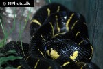 boiga dendrophila melanota mangrove snake boiga dendrophila melanota mangrove snake