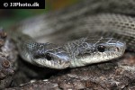 elaphe climacophora japanese rat snake elaphe climacophora japanese rat snake