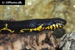 elaphe schrencki russian rat snake elaphe schrencki russian rat snake