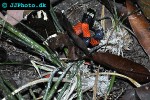 erythrolamprus aesculapii false coral snake erythrolamprus aesculapii false coral snake