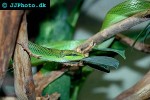 gonyosoma oxycephala redtailed green ratsnake gonyosoma oxycephala redtailed green ratsnake