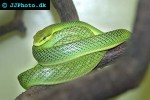 gonyosoma oxycephala redtailed green ratsnake gonyosoma oxycephala redtailed green ratsnake