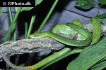 gonyosoma oxycephala redtailed green ratsnake gonyosoma oxycephala redtailed green ratsnake