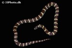 lampropeltis californiae california kingsnake lampropeltis californiae california kingsnake