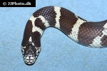 lampropeltis californiae california kingsnake lampropeltis californiae california kingsnake