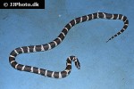 lampropeltis californiae california kingsnake lampropeltis californiae california kingsnake