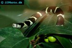 lampropeltis getulus common kingsnake lampropeltis getulus common kingsnake