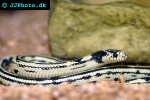 lampropeltis getulus common kingsnake lampropeltis getulus common kingsnake