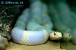 lampropeltis triangulum milksnake lampropeltis triangulum milksnake