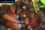 lampropeltis triangulum milksnake lampropeltis triangulum milksnake