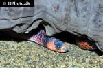 lampropeltis triangulum hondurensis honduran milk snake lampropeltis triangulum hondurensis honduran milk snake