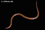 lampropeltis triangulum hondurensis honduran milk snake lampropeltis triangulum hondurensis honduran milk snake