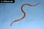 lampropeltis triangulum hondurensis honduran milk snake lampropeltis triangulum hondurensis honduran milk snake