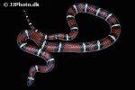 lampropeltis triangulum sinaloae sinaloan milk snake lampropeltis triangulum sinaloae sinaloan milk snake
