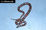 lampropeltis triangulum sinaloae sinaloan milk snake lampropeltis triangulum sinaloae sinaloan milk snake
