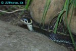 natrix natrix grass snake natrix natrix grass snake