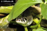 natrix natrix grass snake natrix natrix grass snake