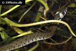 natrix natrix grass snake natrix natrix grass snake