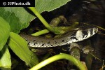 natrix natrix grass snake natrix natrix grass snake