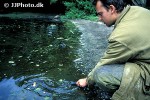 natrix natrix grass snake natrix natrix grass snake