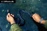 natrix natrix grass snake natrix natrix grass snake