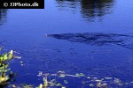 natrix natrix grass snake natrix natrix grass snake