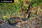 natrix natrix grass snake natrix natrix grass snake