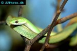 opheodrys aestivus rough green snake opheodrys aestivus rough green snake