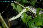 orthriophis taeniura friesi beauty snake orthriophis taeniura friesi beauty snake