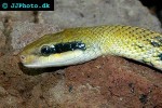 orthriophis taeniura taeniura beauty snake orthriophis taeniura taeniura beauty snake