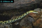 orthriophis taeniura taeniura beauty snake orthriophis taeniura taeniura beauty snake