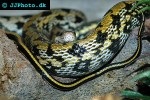 orthriophis taeniura taeniura beauty snake orthriophis taeniura taeniura beauty snake