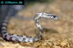 pantherophis guttata corn snake pantherophis guttata corn snake