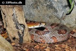 pantherophis guttata corn snake pantherophis guttata corn snake