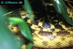 pituophis melanoleucus bullsnake pituophis melanoleucus bullsnake