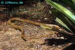 ptyas mucosus oriental rat snake ptyas mucosus oriental rat snake